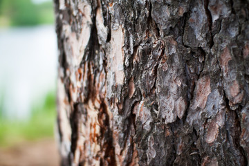 Rough relief brown bark of trees in the summer forest