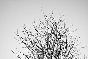 Silhouette of leafless branches isolated on white background