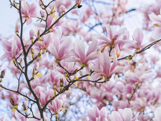 Beautiful flowering Magnolia pink blossom tree in spring season. Closeup of magnolia tree blossom with blurred background and warm sunshine. Magnoliaceae soulangeana