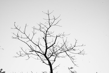 Silhouette of leafless branches isolated on white background