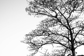 Silhouette of leafless branches isolated on white background