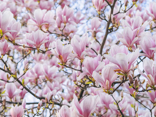 Beautiful flowering Magnolia pink blossom tree in spring season. Closeup of magnolia tree blossom with blurred background and warm sunshine. Magnoliaceae soulangeana