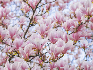 Obraz premium Beautiful flowering Magnolia pink blossom tree in spring season. Closeup of magnolia tree blossom with blurred background and warm sunshine. Magnoliaceae soulangeana