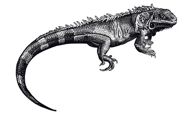 Iguana. Black and white reptile. Lizard isolated. - obrazy, fototapety, plakaty