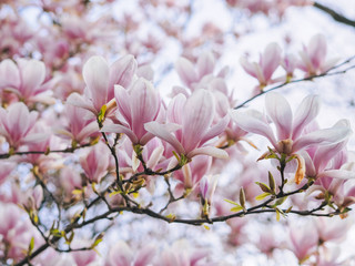 Fototapeta premium Beautiful flowering Magnolia pink blossom tree in spring season. Closeup of magnolia tree blossom with blurred background and warm sunshine. Magnoliaceae soulangeana