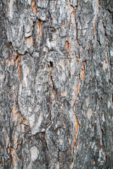 Rough relief brown bark of trees in the summer forest