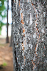 Rough relief brown bark of trees in the summer forest