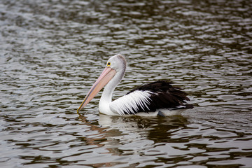Pelicans on the Fleurieu Peninsula Goolwa South Australia on 3rd April 2019