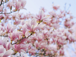 Beautiful flowering Magnolia pink blossom tree in spring season. Closeup of magnolia tree blossom with blurred background and warm sunshine. Magnoliaceae soulangeana