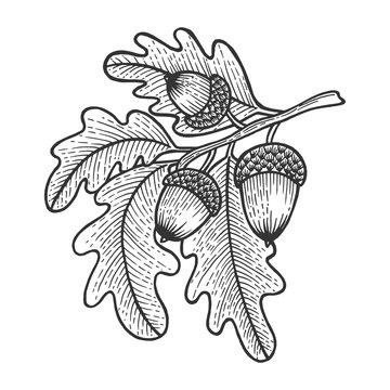 Oak branch with acorns sketch engraving vector illustration. Scratch board style imitation. Hand drawn image.