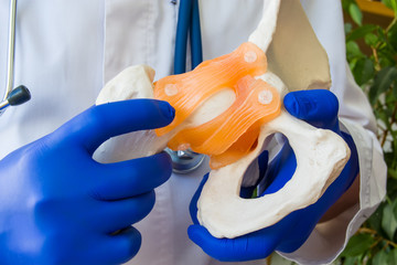 Doctor in white coat and gloves holding anatomical model of human pelvis with pelvic bones, femur...