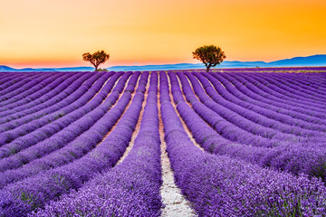 Valensole, Provence in France