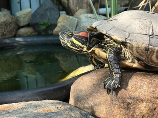 Rotwangenschmuckschildkröte beim sonnen wasser