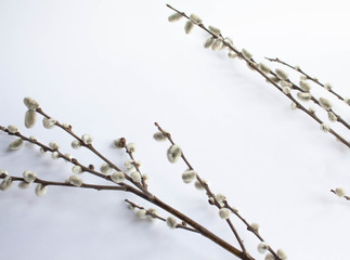 Willow on a white background for Palm Sunday. Willow catkins on white background copy space easter, willow twigs