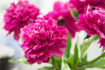 Bright elegant fuchsia peonies