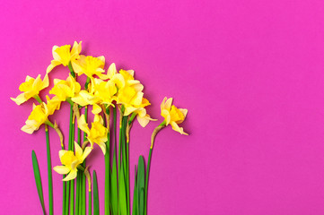Spring floral background. Yellow narcissus or daffodil flowers on bright pink fuchsia background top view flat lay. Easter concept, International Women's Day, March 8, holiday. Card with flowers.