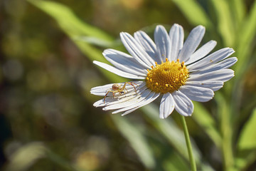 Flower spider on a Daisy flower.