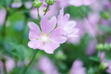 Summer bright, beautiful delicate fresh flowers in the flowerbed