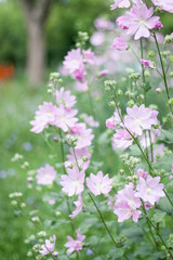 Summer bright, beautiful delicate fresh flowers in the flowerbed