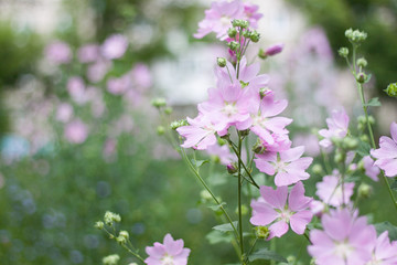 Summer bright, beautiful delicate fresh flowers in the flowerbed