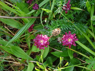 Fototapeta premium Fleurs Torres del Paine