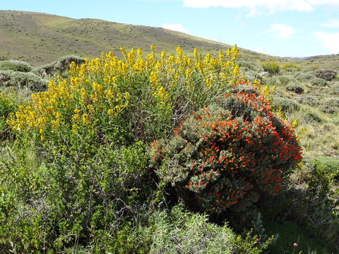 Fleurs Torres del Paine