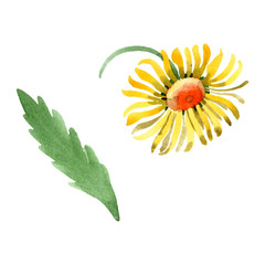 Yellow daisy floral botanical flower. Watercolor background illustration set. Isolated daisybushes illustration element.