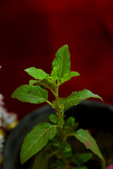 holy and herbal plant in india