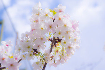 桜