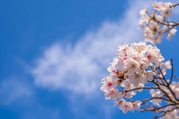 桜　青空と雲