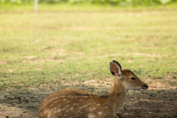 Closeup Chital dear with copy space