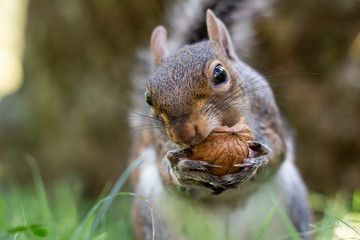 Cute  squirrel eating a nut. Funny closeup