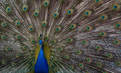 Fototapeta premium Peacock closeup with open tail