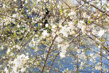 Cherry blossoms in Europe. Cherry tree in white flowers. Blurring background. 