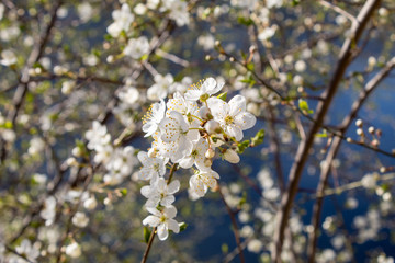 Cherry blossoms in Europe. Cherry tree in white flowers. Blurring background. 
