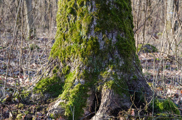 Naklejka premium Old moss covered tree trunk