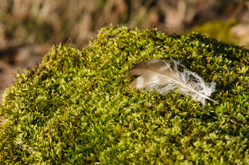 Brown bird feather on a mossy ground