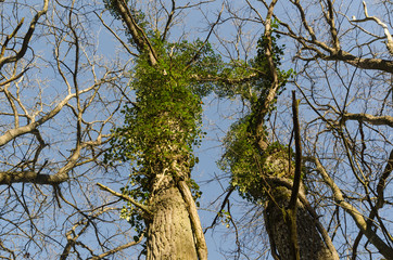 Oak trees with climbing Ivy plants
