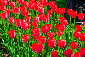 Red tulips on the lawn closeup outdoors