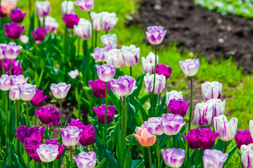 Purple and white tulips on the lawn closeup outdoors