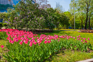 Red tulips on the lawn in the city park