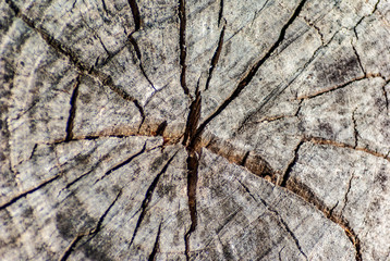 Vecchio tronco di legno