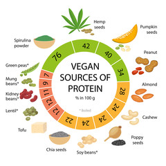 Vegan sources of protein. Infographic vector illustration