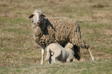 Obraz premium Lamb suck the sheep