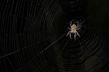 Fototapeta premium A big spider sits on his spider web