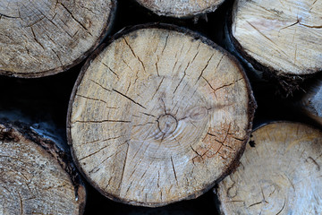 Naklejka premium log