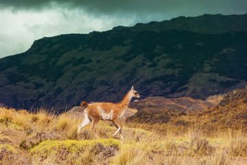 Guanaco