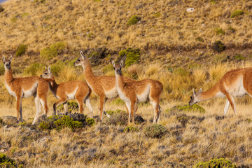 Guanaco
