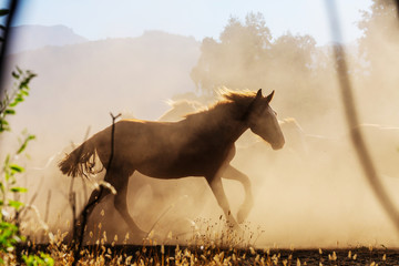 Horse