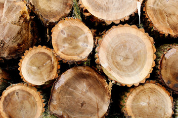 Pile of cut logs